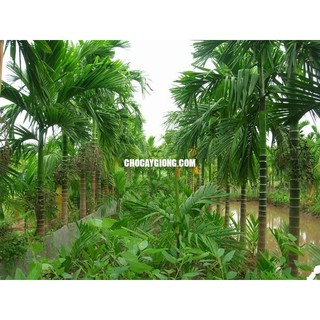 cau tứ quý