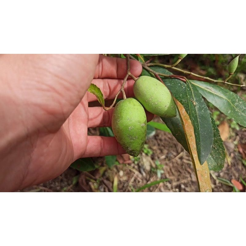 Cây cà na thái giống - Cà na tứ quý - cây ăn quả