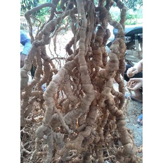Ba kích tím quảng ninh