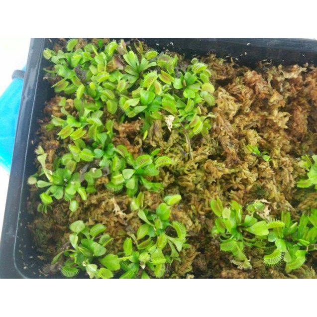 HẠT GIỐNG BẪY KẸP - 10 Hạt/ gói