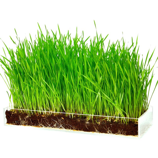 100g hạt giống cỏ lúa mì  ươm nảy mầm.