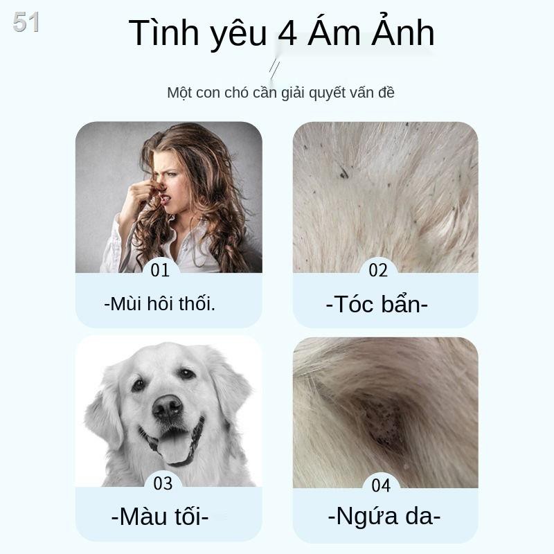 Golden Retriever sữa tắm đặc biệt dành cho chó trưởng thành và conA