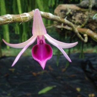 Phi điệp cây giống