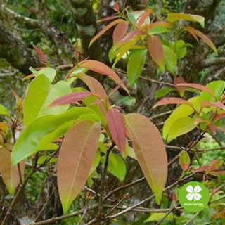 1kg Cây thành ngạnh khô - TD161