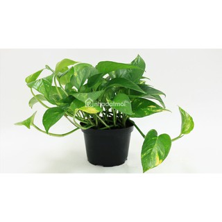 Chậu Trầu Bà- chậu đen nhỏ