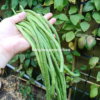 20GR - HẠT GIỐNG ĐẬU ĐŨA BỤI