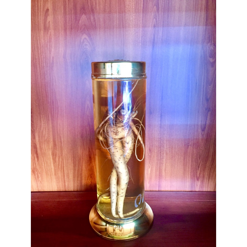 Hạt giống nhân sâm bố chính - Gói 50 hạt ( Tặng gói kích thích hạt nảy mầm )