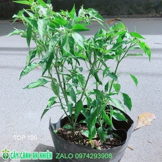 Ớt Hiểm Trái Lớn