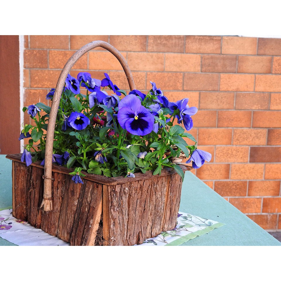 Bán buôn HẠT GIỐNG HOA PANSY nhiềumàu tặng 1 phânbón bao đẹp