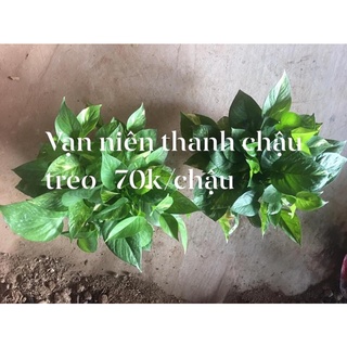 Chậu treo cây trầu bà