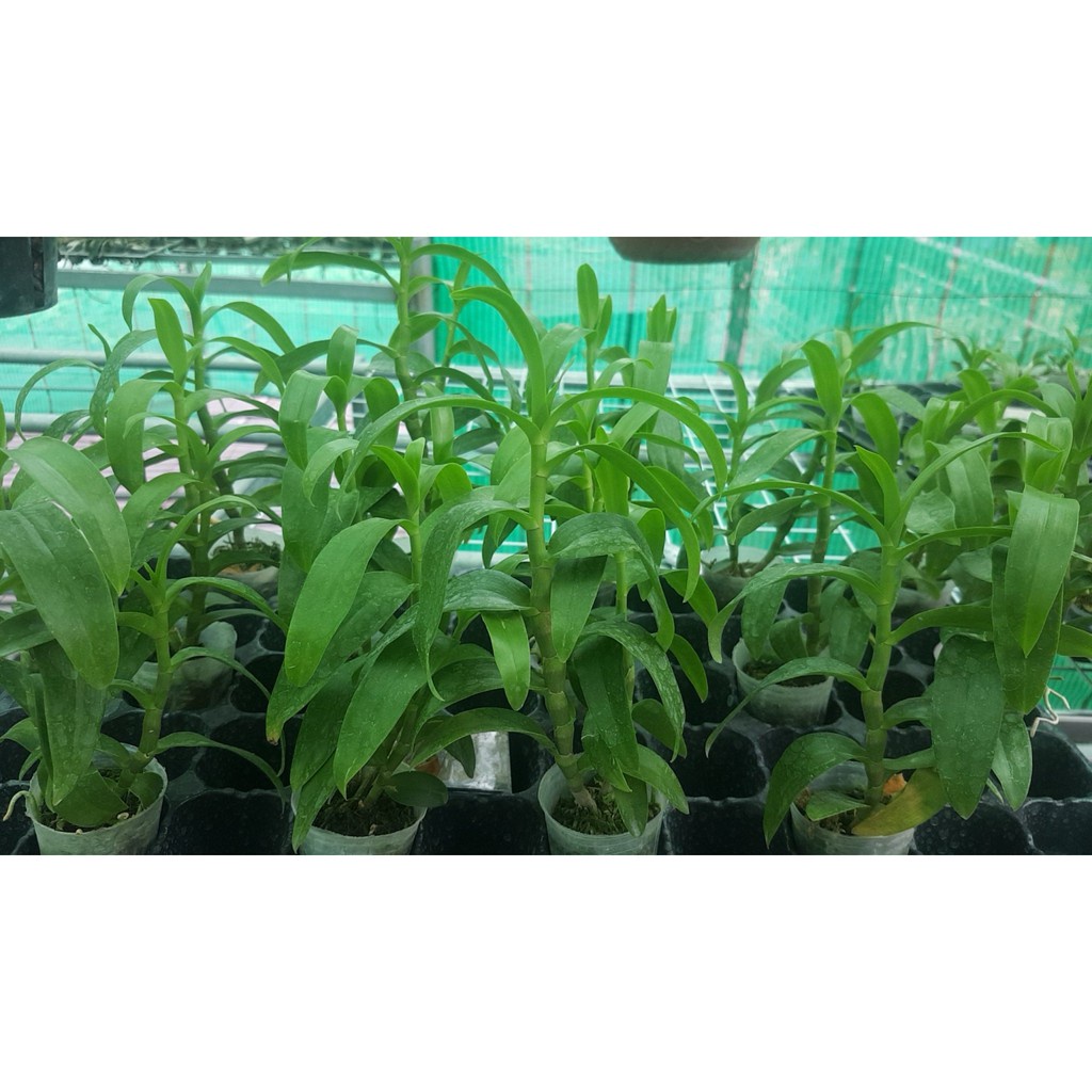 Combo phân bón đầy đủ cho phong lan các loại trong vòng một năm không cần mua thêm (Dùng đủ cho 10 chậu)