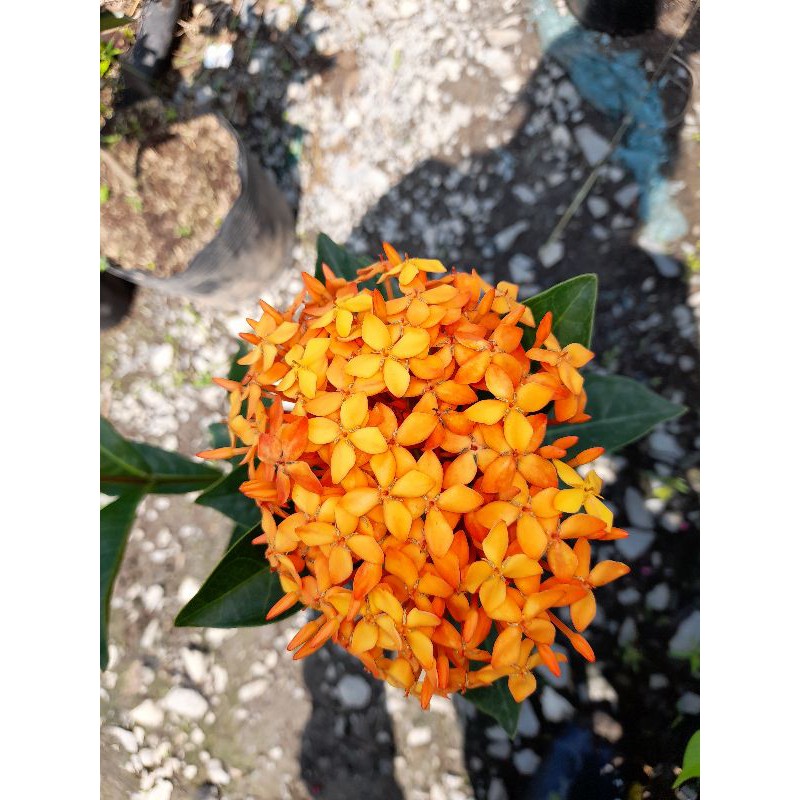 Trang ...Mẫu đơn  Mỹ  Cam