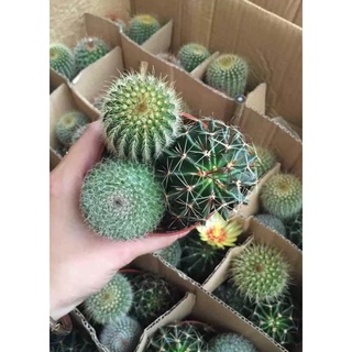 Cây xương rồng ( gửi combo mẫu cây ngẫu nhiên khác nhau )