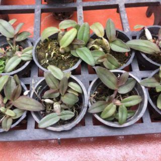 DÃ HẠC CHÂU NHƯ GIỐNG