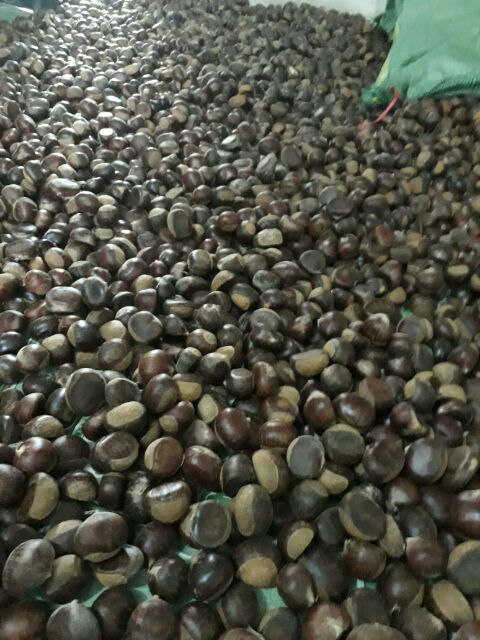 2KG hạt dẻ sống/dẻ tươi ngon cơm vàng bở hạt to