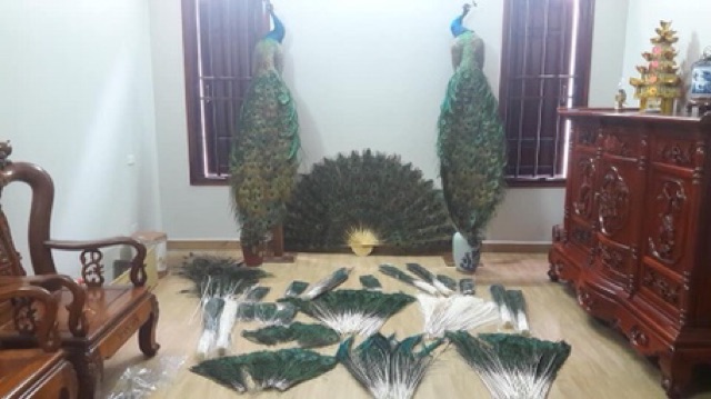 Lông công 68cm tự nhiên 100% LOẠI TO ĐẸP mắt 4-6cm | BigBuy360 - bigbuy360.vn