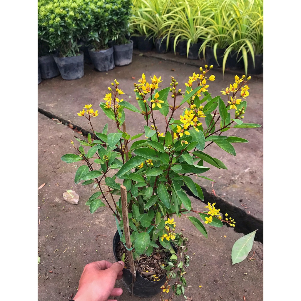 Cây hoa kim đồng vàng cao 35cm, cây cực sai hoa và nở quanh năm, trang trí cảnh quan, sân vườn