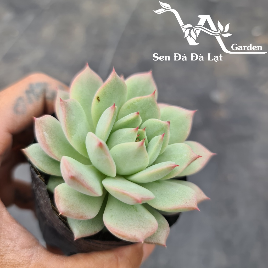 Sen Đá BÚP BÊ NGA size bầu 5-8cm VA Gaden - lỗi 1 đổi 1