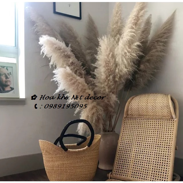 Cành lau xù tự nhiên Cành lau to decor Pampas grass