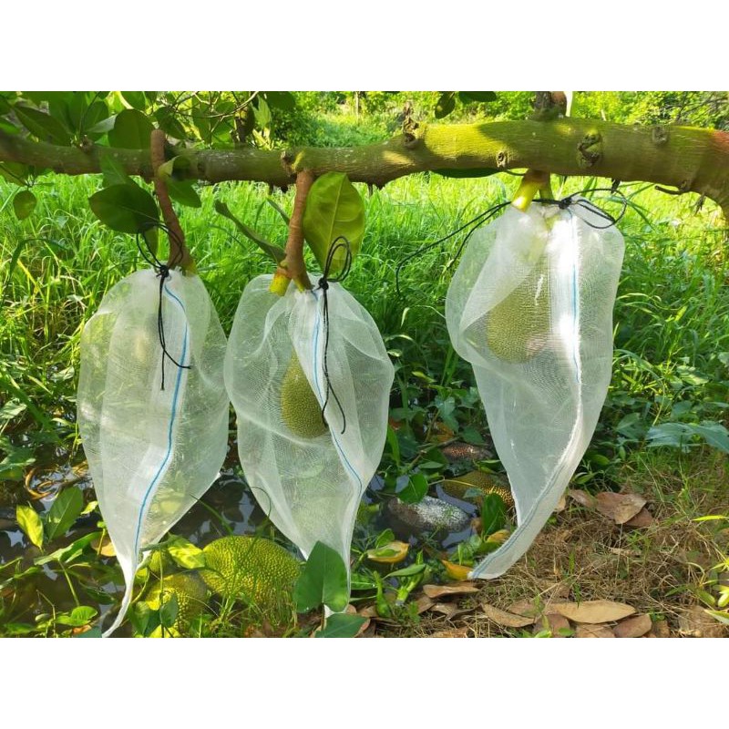 Túi bao trái mít  100 túi