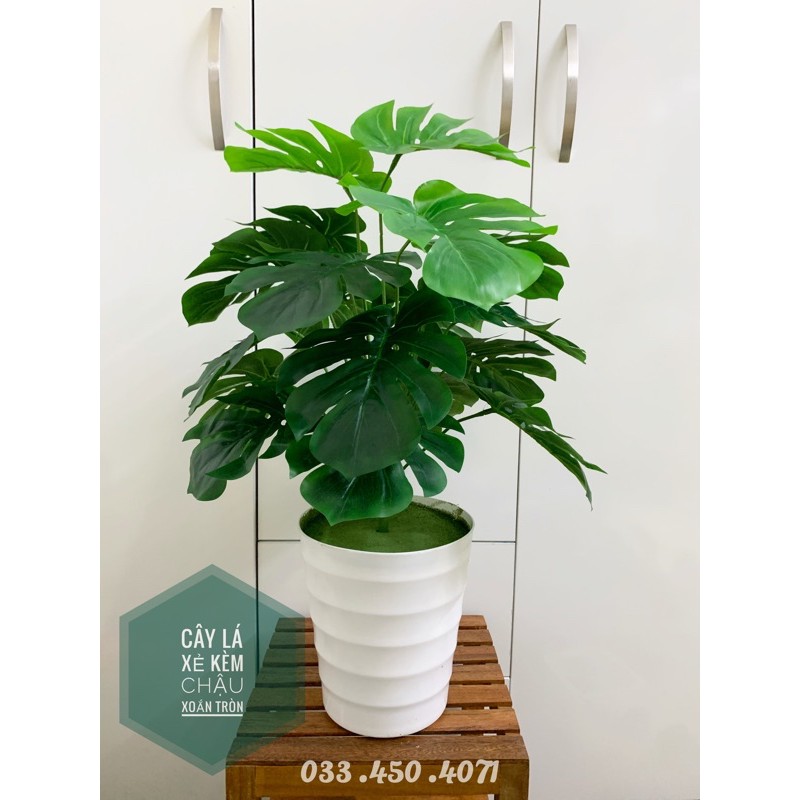 Cây trầu bà lá xẻ 60cm