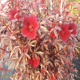 Cây bụp giấm Châu Phi ( Hibiscus lá đỏ)