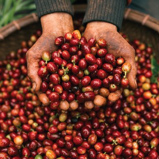 Cà phê Drip Cầu Đất Farm 250g