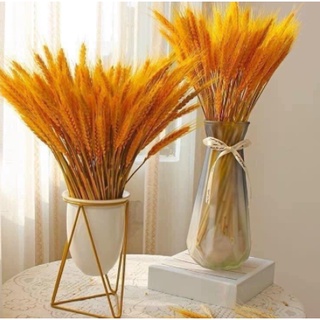 100 Bông Lúa Mạch Khô Decor Trang Trí