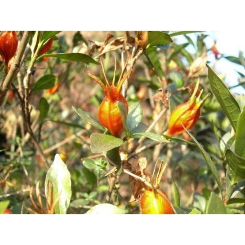 Cây dành dành cánh đơn hoa thơm