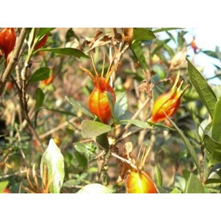 Cây dành dành cánh đơn hoa thơm (chi tử)
