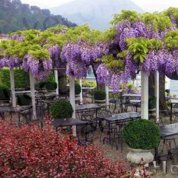 Hạt Giống Hoa Tử Đằng (gói 5 hạt, tặng phân)