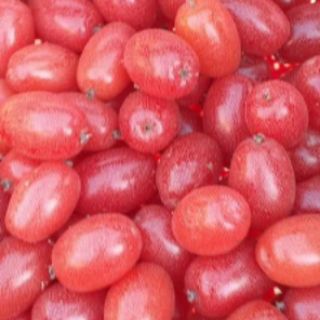 Cây giống nhót ngọt
