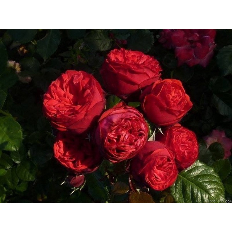 Hoa hồng leo Red Piano Rose