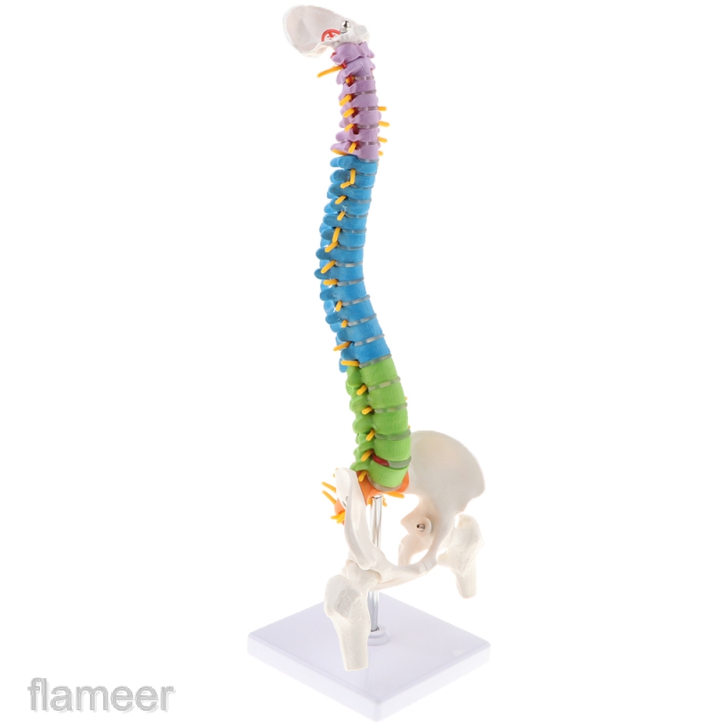 Mô Hình Giải Phẫu Cột Sống Và Xương Chậu Của Con Người Tỉ Lệ 1:1 Dùng Trong Giảng Dạy