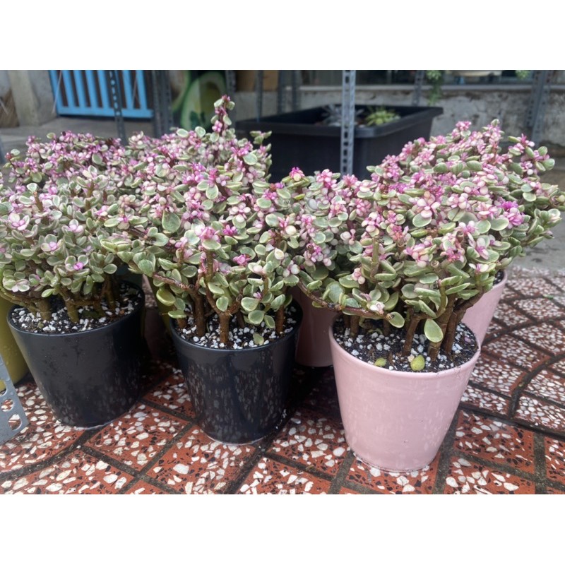 LOẠI TO ĐẸP - SEN ĐÁ ĐÔ LA HỒNG