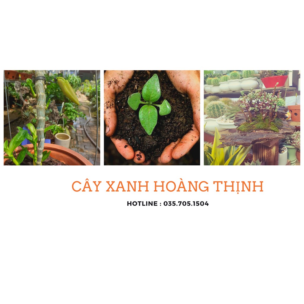 Đất sạch trồng cây Tribat - Trong cây cảnh, cây xanh cây ăn trái không lo sâu bệnh