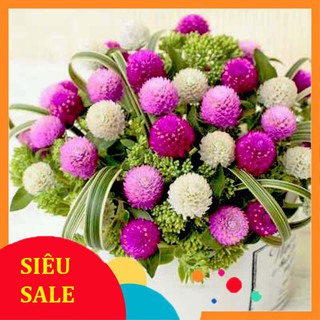 Hạt Giống Hoa Cúc Bách Nhật (200 Hạt) - [MUA 3 TẶNG 1 CÙNG LOẠI]