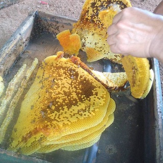 Mật Ong Hoa Cà Phê