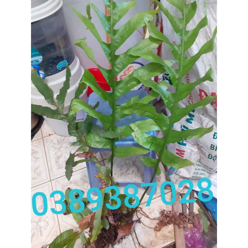 Cây tắc kè đá giống, dễ trồng