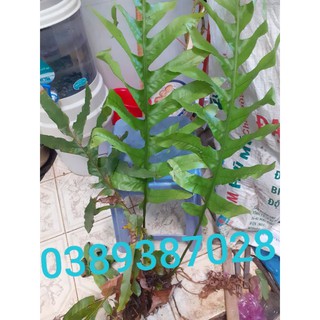 cây tắc kè đá giống, dễ trồng