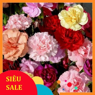 50 Hạt giống hoa Cẩm chướng kép (tặng gói kích nẩy mầm và hướng dẫn) VIETPHAT