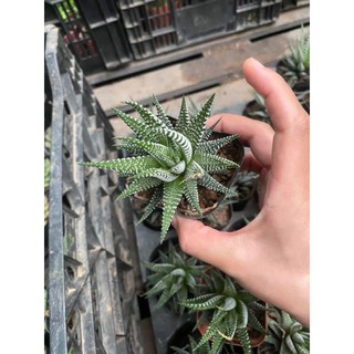 sen đá móng rồng bao đẹp
