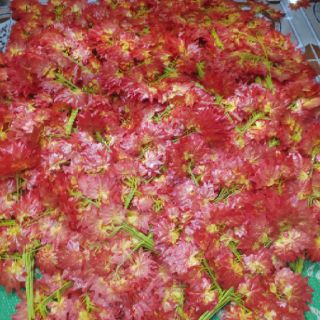Cành phong lá đỏ