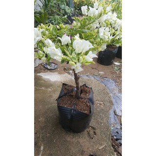 cây hoa giấy cẩm thạch