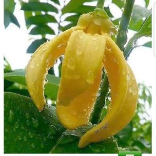 Cây hoa móng rồng