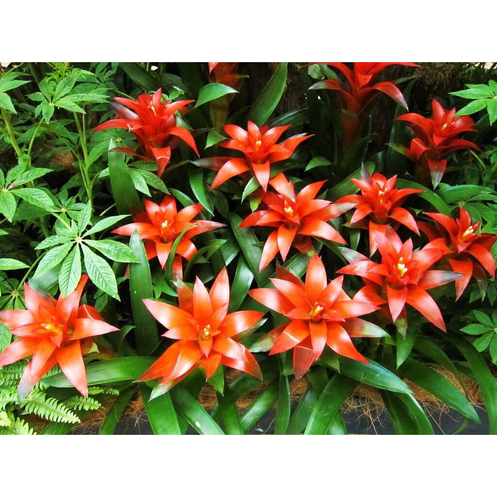 Cây Guzmania lingulata Scarlet Star (Lạp Chúc Hoa) chậu nhựa 10cm (hoa màu ngẫu nhiên)