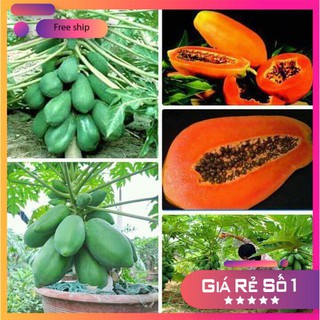 Hạt giống Đu đủ ruột gấc