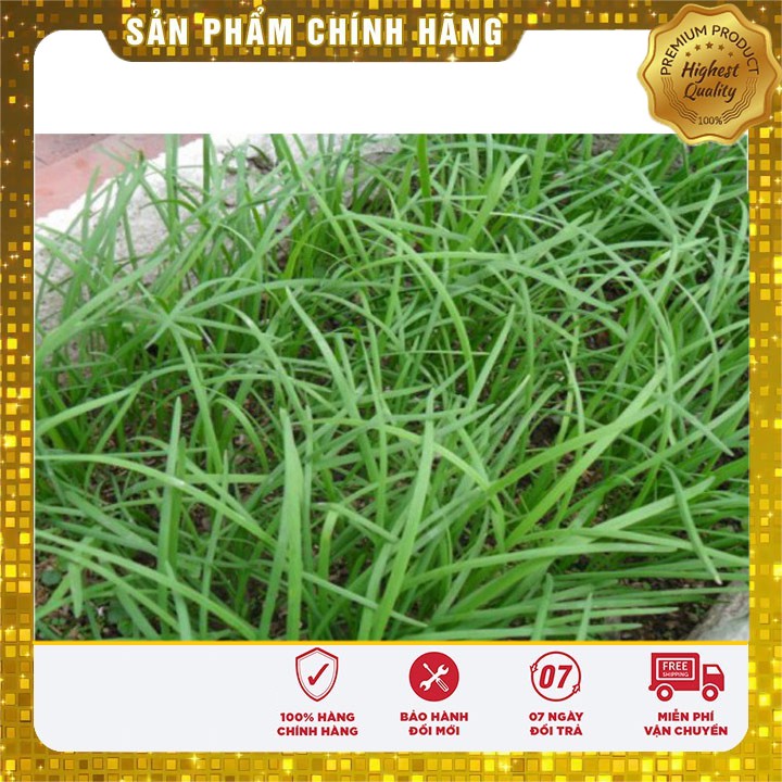 Hạt giống hẹ ta rau gia vị - 10gr