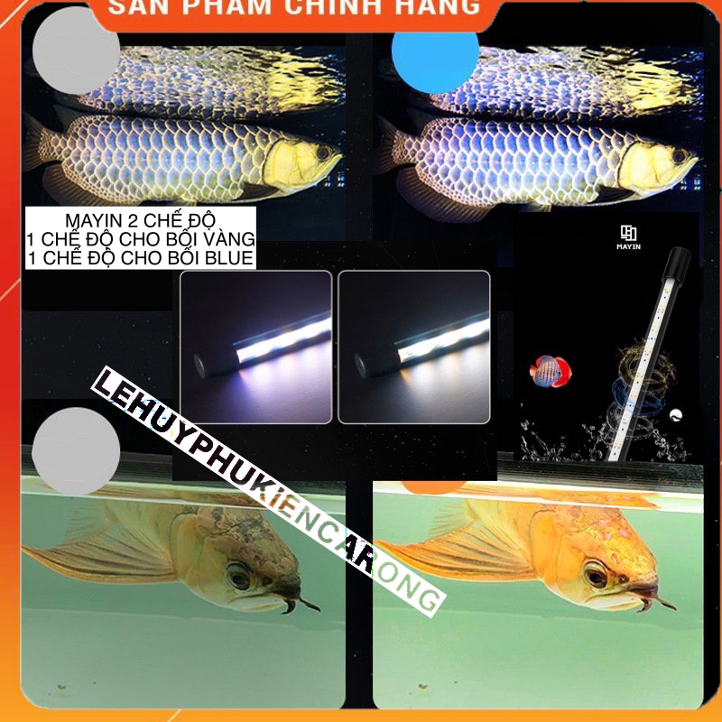Đèn MAYIN 2 Chế Độ Cho Bối Vàng, Bối Tím, Cá Lóc YELLOW, Cá Có Ánh Vàng Và Tím