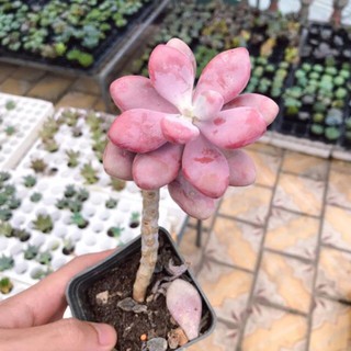 Sen Đá Sỏi Hồng